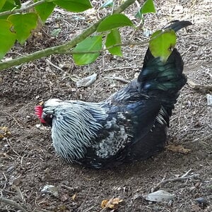 Non-APAABA Large Fowl Rooster Show 1c.jpg