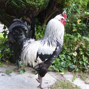 Non-APAABA Large Fowl Rooster Show 2a.jpg