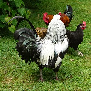 Non-APAABA Large Fowl Rooster Show 2b.jpg