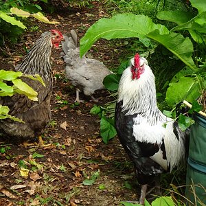 Non-APAABA Large Fowl Rooster Show 2c.jpg