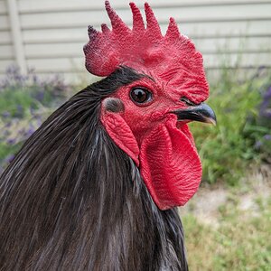 Non-APAABA Large Fowl Rooster Show 3b.jpg