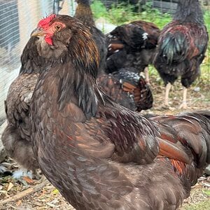Non-APAABA Large Fowl Rooster Show 4.jpg