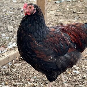 Non-APAABA Large Fowl Rooster Show 6.jpg