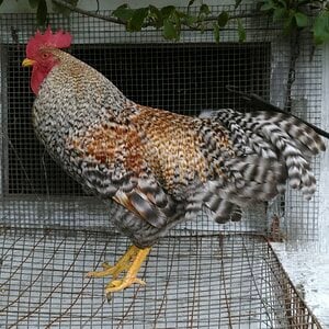 Non-APAABA Large Fowl Rooster Show 7a.jpg