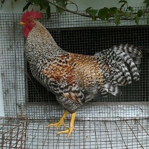 Non-APAABA Large Fowl Rooster Show 7b.jpg