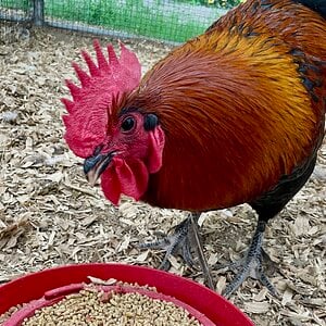 Non-APAABA Large Fowl Rooster Show 8a.jpg