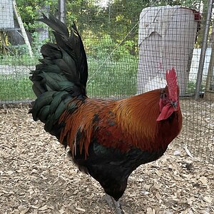 Non-APAABA Large Fowl Rooster Show 8b.jpg