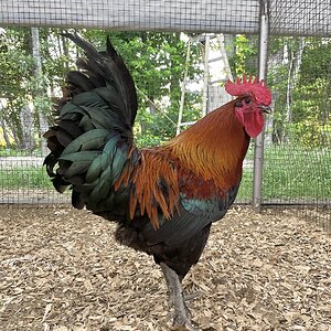 Non-APAABA Large Fowl Rooster Show 8c.jpg