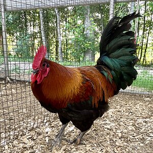 Non-APAABA Large Fowl Rooster Show 8d.jpg
