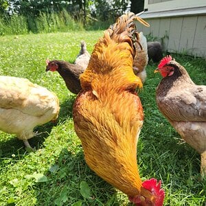 Non-APAABA Large Fowl Rooster Show 9a.jpg