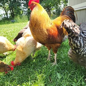 Non-APAABA Large Fowl Rooster Show 9b.jpg