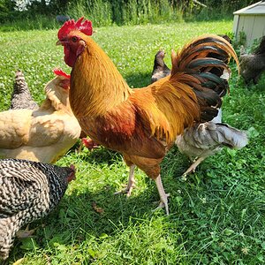 Non-APAABA Large Fowl Rooster Show 9c.jpg