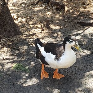 Other Poultry Show—2025 BYC Summer Fair 4a.jpg