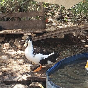 Other Poultry Show—2025 BYC Summer Fair 4b.jpg