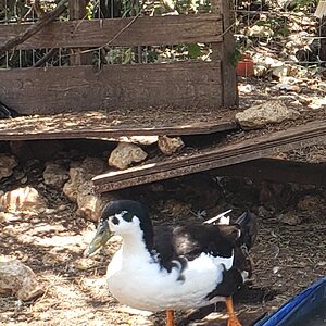 Other Poultry Show—2025 BYC Summer Fair 4e.jpg