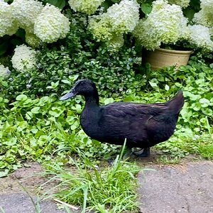 Other Poultry Show—2025 BYC Summer Fair 5a.jpg