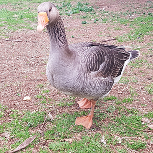 Other Poultry Show—2025 BYC Summer Fair 6c.png