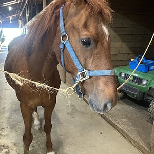 Equine & Livestock Show—2025 BYC Summer Fair 1.jpg