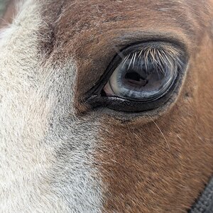 Equine & Livestock Show—2025 BYC Summer Fair 2.jpg