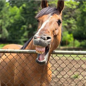 Equine & Livestock Show—2025 BYC Summer Fair 3.png