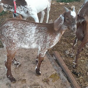 Equine & Livestock Show—2025 BYC Summer Fair 4.jpg