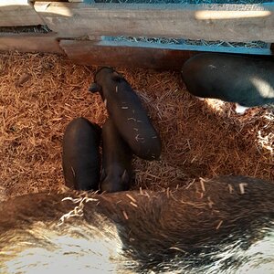 Equine & Livestock Show—2025 BYC Summer Fair 5.jpg
