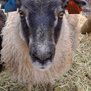 Equine & Livestock Show—2025 BYC Summer Fair 7.jpg