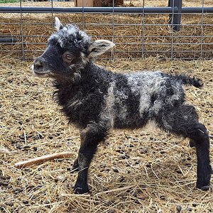 Equine & Livestock Show—2025 BYC Summer Fair 8.jpg