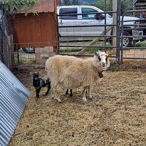 Equine & Livestock Show—2025 BYC Summer Fair 9.jpg