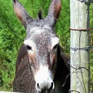 Equine & Livestock Show—2025 BYC Summer Fair 10.jpg
