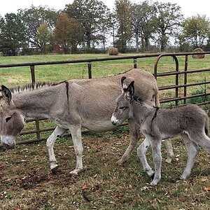 Equine & Livestock Show—2025 BYC Summer Fair 11.jpg