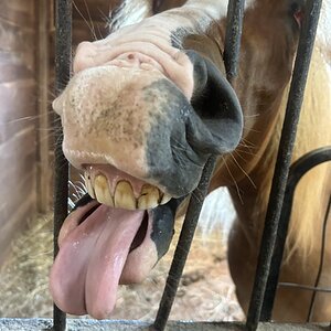Equine & Livestock Show—2025 BYC Summer Fair 14.jpg