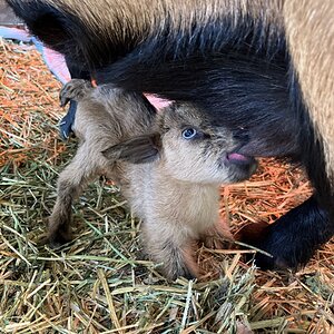 Equine & Livestock Show—2025 BYC Summer Fair 15.jpg