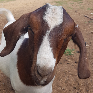 Equine & Livestock Show—2025 BYC Summer Fair 17.png