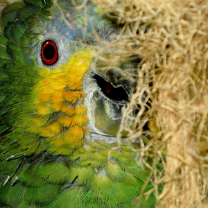 Caged Bird Show—2025 BYC Summer Fair 3.png