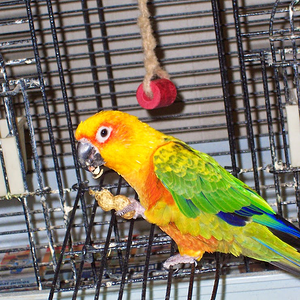 Caged Bird Show—2025 BYC Summer Fair 4.png