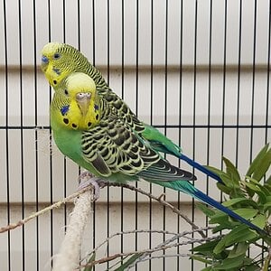 Caged Bird Show—2025 BYC Summer Fair 5.jpg