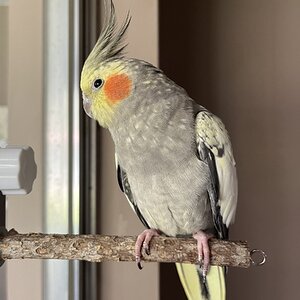 Caged Bird Show—2025 BYC Summer Fair 6.jpg