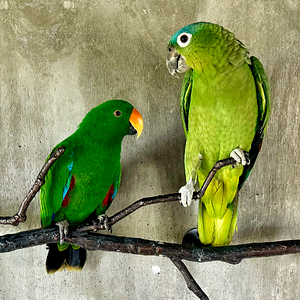 Caged Bird Show—2025 BYC Summer Fair 8.png