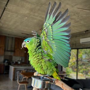 Caged Bird Show—2025 BYC Summer Fair 11.png