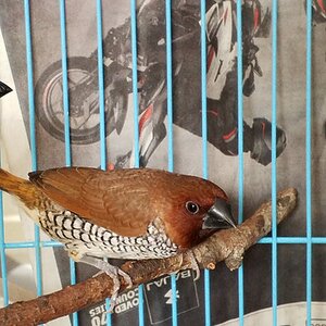 Caged Bird Show—2025 BYC Summer Fair 12.jpg