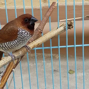 Caged Bird Show—2025 BYC Summer Fair 13.jpg