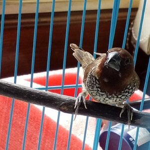 Caged Bird Show—2025 BYC Summer Fair 14.jpg