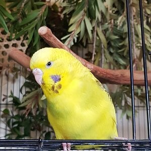 Caged Bird Show—2025 BYC Summer Fair 19.jpg
