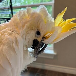 Caged Bird Show—2025 BYC Summer Fair 23.jpg