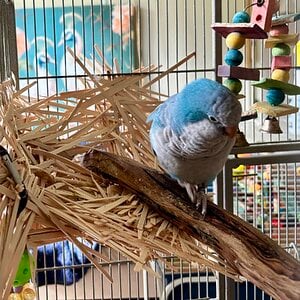 Caged Bird Show—2025 BYC Summer Fair 24.jpg