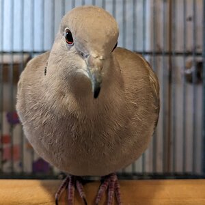 Caged Bird Show—2025 BYC Summer Fair 29.jpg