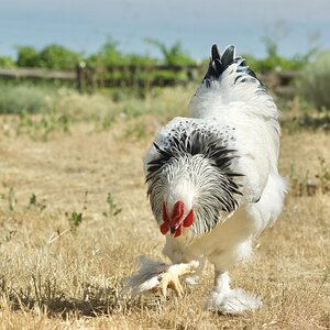 APAABA Large Fowl Rooster Show 7c.jpg