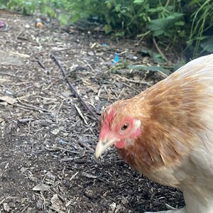 Non-APAABA Bantam Hen Show 7a.jpg