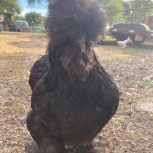 Non-APAABA Bantam Hen Show 8c.jpg